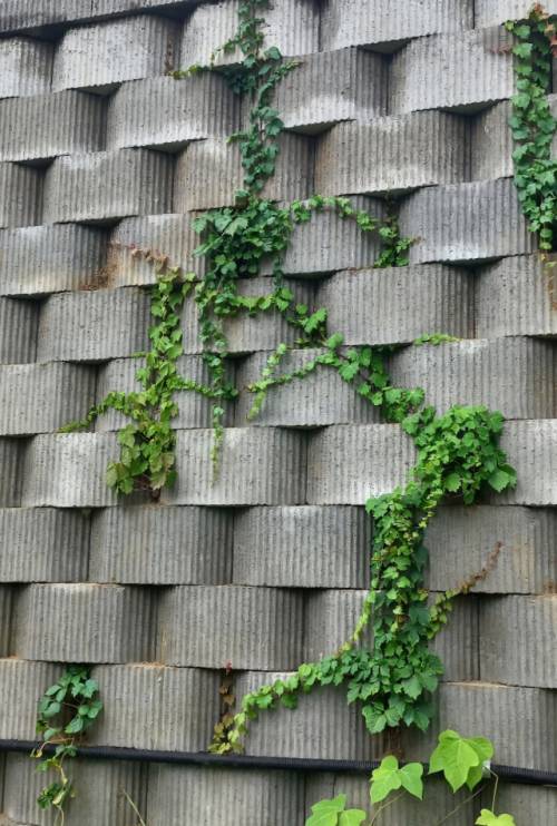 ◇남춘천산단 보강토옹벽 녹화후 생장하는 모습.