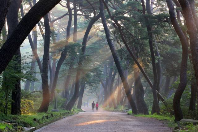 시민들이 통도사 산문 근처에 있는 고즈넉한 풍경의 무풍한송길을 걷고 있다. 양산시 제공