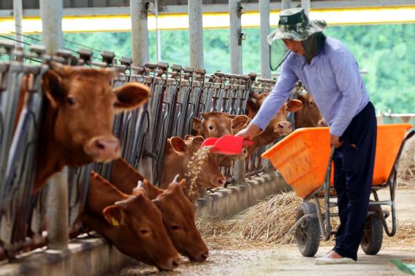 폭염특보가 연일 이어지고 있는 2일 오전 전남 함평군 학교면 한 한우 축사에서 축산업자가 폭염 스트레스 완화제가 섞인 사료를 배급하고 있다.연합