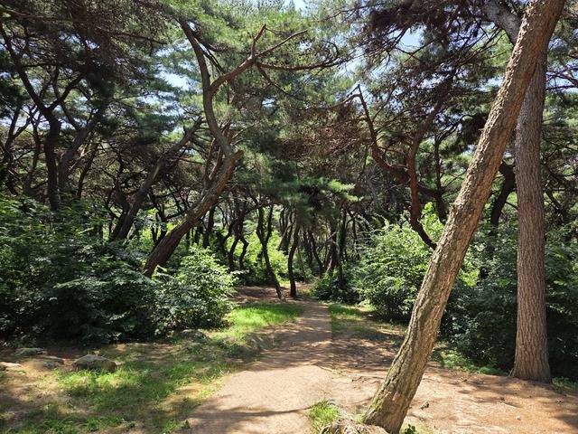 선덕여왕릉 앞으로 펼쳐진 소나무숲.