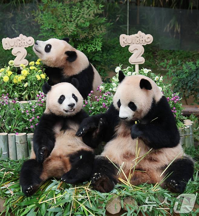 쌍둥이 아기판다 루이바오·후이바오가 두돌 생일을 맞은 7일 오전 경기 용인시 처인구 에버랜드 판다월드에서 엄마 아이바오와 루이바오·후이바오가 먹이를 먹고 있다. 2025.7.7/뉴스1 ⓒ News1 김영운 기자