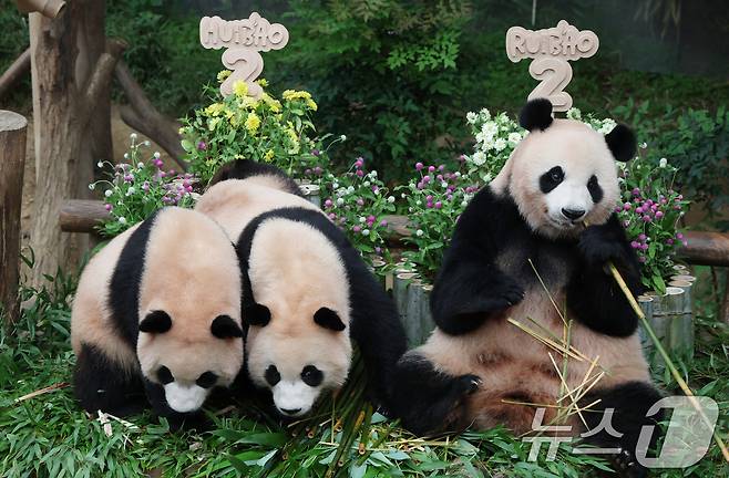 쌍둥이 아기판다 루이바오·후이바오가 두돌 생일을 맞은 7일 오전 경기 용인시 처인구 에버랜드 판다월드에서 엄마 아이바오와 루이바오·후이바오가 먹이를 먹고 있다. 2025.7.7/뉴스1 ⓒ News1 김영운 기자