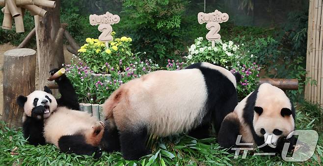 쌍둥이 아기판다 루이바오·후이바오가 두돌 생일을 맞은 7일 오전 경기 용인시 처인구 에버랜드 판다월드에서 엄마 아이바오와 루이바오·후이바오가 먹이를 먹고 있다. 2025.7.7/뉴스1 ⓒ News1 김영운 기자