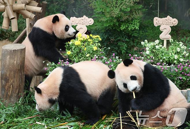 쌍둥이 아기판다 루이바오·후이바오가 두돌 생일을 맞은 7일 오전 경기 용인시 처인구 에버랜드 판다월드에서 엄마 아이바오와 루이바오·후이바오가 먹이를 먹고 있다. 2025.7.7/뉴스1 ⓒ News1 김영운 기자