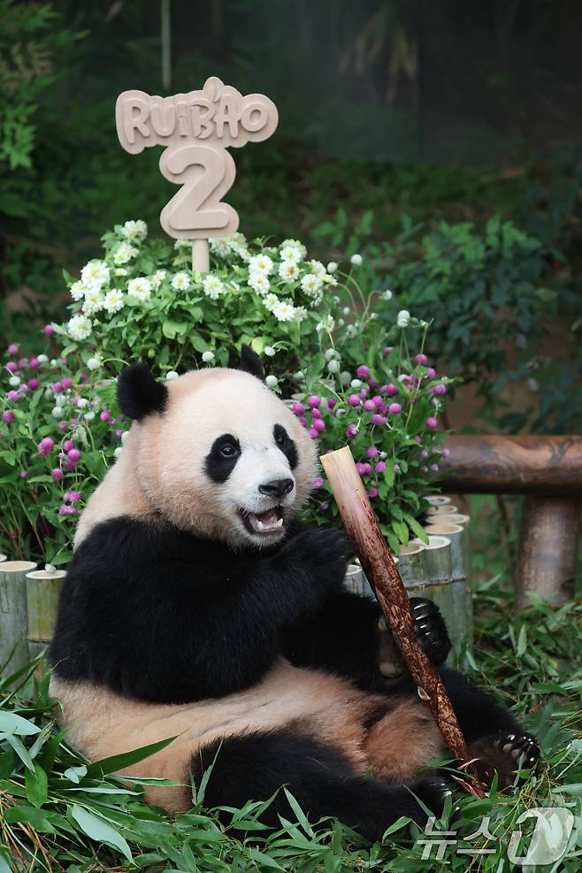 쌍둥이 아기판다 루이바오·후이바오가 두돌 생일을 맞은 7일 오전 경기 용인시 처인구 에버랜드 판다월드에서 후이바오가 먹이를 먹고 있다. 2025.7.7/뉴스1 ⓒ News1 김영운 기자