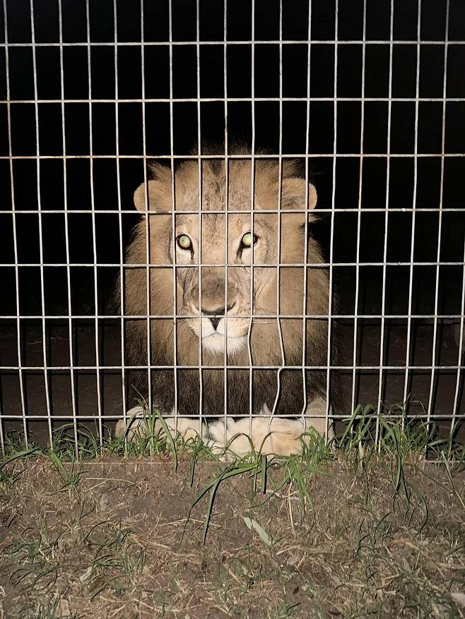 호주 퀸즐랜드의 한 동물원에서 50대 여성 직원이 사자에게 공격당해 팔을 심하게 다치는 사고가 발생했다. (사진=Darling Downs Zoo)