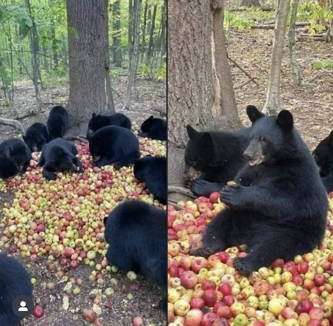 145da22e489b2e150556eb9352823a30.webp.ren.jpg 유통기한 지난 사과를 숲에다 버린 결과 ㄷㄷ