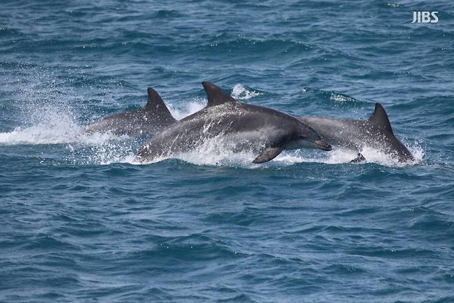 유영하는 남방큰돌고래.