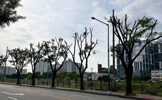 여울로 회화나무길. 전북환경운동연합 제공
