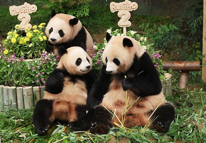 경기 용인시 에버랜드에서 7일 열린 두돌 생일 잔치를 즐기고 있는 쌍둥이 판다 루이바오(뒤)·후이바오(앞줄 왼쪽)와 엄마 아이바오의 모습. 연합뉴스
