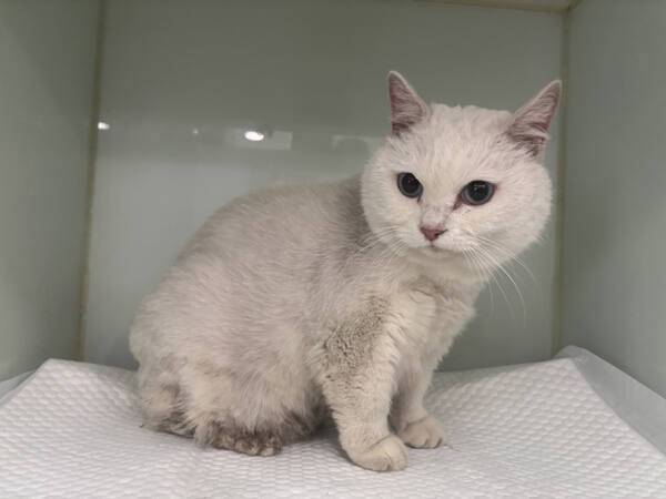 지난 6월 25일 인천 서구 청라동 한 아파트단지를 배회하다 구조된 반려묘. 반려묘 등록을 하지 않아 보호자를 알 수 없어 지역 보호소에서 보호자가 찾아오기만을 기다리고 있다. 서구청 제공