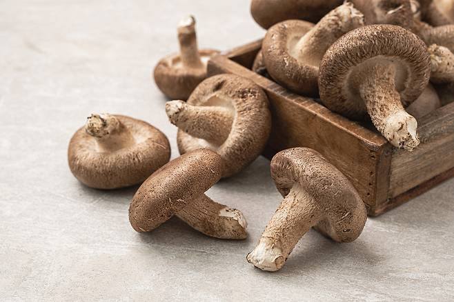 표고버섯. [게티이미지뱅크]