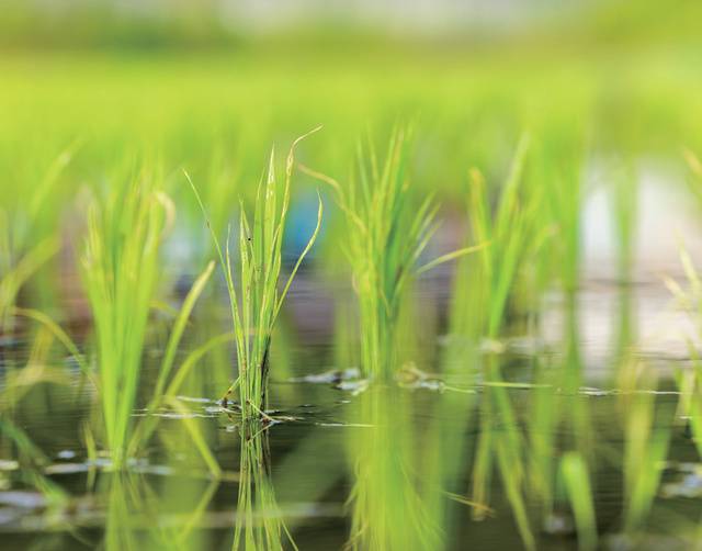 오씨는 우렁이로 논의 잡초를 제거하고 미꾸라지 농법으로 친환경 벼농사를 짓는다.