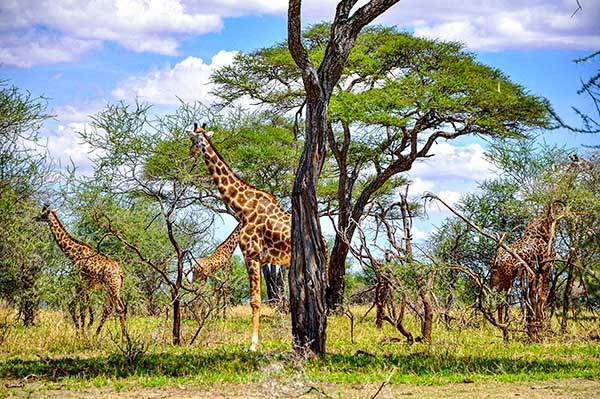 초원의 신사 기린. 기다란 다리에 기다란 모가지를 한 기린은 기다란 혀로 나뭇잎을 훑어 씹는다. 이곳의 키 큰 나무들은 초식동물들을 피해 높게 자랐지만 기린에게만은 식사를 허용해야 한다.