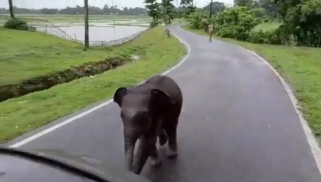 무리에서 낙오해 길 잃은 새끼 코끼리. 엑스(X) @susantananda3 캡처