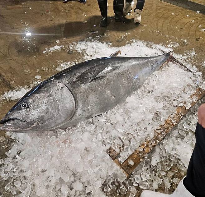 지난달 27일 마라도 해상에서 어획댄 대형 참다랑어가 수협 위판장에 전시돼 있다. (사진=시청자 제공)