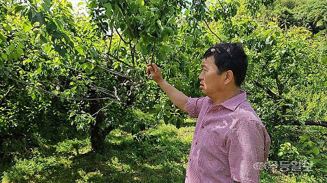 광양 다압면 매화마을에서 25년간 매실을 재배해 온 손영진 씨가 매실이 거의 열리지 않은 나뭇가지를 들어올리고 있다. 손 씨는 올해 봄 이상저온으로 인해 올해 매실 수확량은 평년의 절반 수준으로 떨어질 것으로 전망했다.이삼섭기자 seobi@mdilbo.com