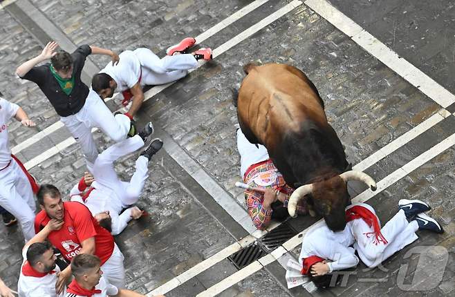 7일(현지시간) 스페인 팜프로나에서 열린 산 페르민 축제의 '엔시에로'에서 한 참가자가 소에 치이고 있다. ⓒ AFP=뉴스1