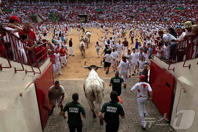 7일(현지시간) 스페인 팜프로나에서 열린 산 페르민 축제의 '엔시에로'에서 참가자들이 황소와 함께 달리며 투우장에 도착하고 있다. ⓒ AFP=뉴스1