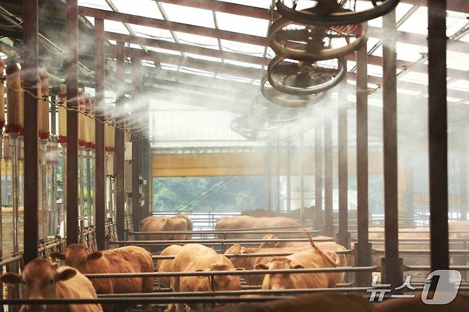 제천시 봉양읍 명암리에 위치한 한우 축사에 살수시설이 풀 가동되고 있다. 2025.7.8./뉴스1 ⓒ News1 손도언 기자