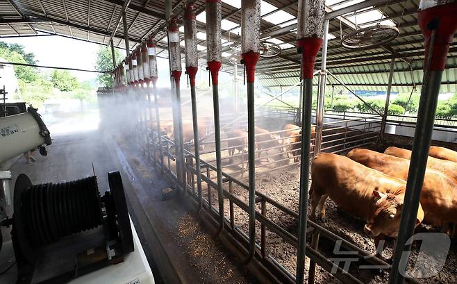 폭염 특보가 내려진 30일 광주 북구청 동물정책팀 직원들이 충효동의 한 축사에서 온도를 낮추기 위해 물을 뿌리고 있다.(광주 북구 제공. 재판매 및 DB 금지) 2025.6.30/뉴스1
