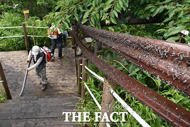 서울시 전역에서 '러브버그'가 대량 출몰하며 생활불편 민원이 폭증하고 있는 가운데 올해 상반기 가장 많은 민원을 받은 자치구는 금천구로 나타났다. 사진은 지난달 30일 오전 인천 계양구 계양산 정상에 붉은등우단털파리(러브버그) 무리가 대량 출몰한 가운데 관계자들이 방역 및 청소 작업을 하고 있다. /남용희 기자