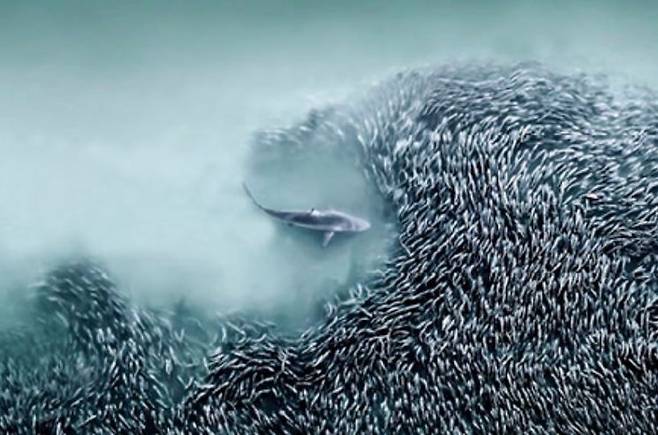 올해의 항공 사진가 대회서 1등을 수상한 물고기를 잡는 스피너상어 모습. 미국 조안나 스티들 작품. International Aerial Photographer of the Year