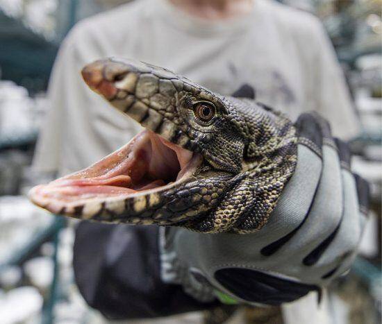 미국이 외래칩입종으로 정하고 박멸을 독려하고 있는 남미산 테구도마뱀./Georgia Southern University