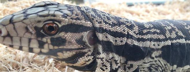 테구도마뱀을 가까이서 포착한 모습./U.S.Geological Survey