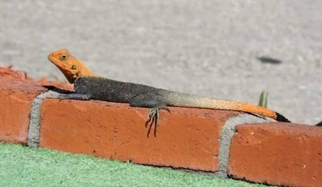 벽돌위에 있는 피터바위아가마./Sean McKnight, UF/IFAS Wildlife Ecology student