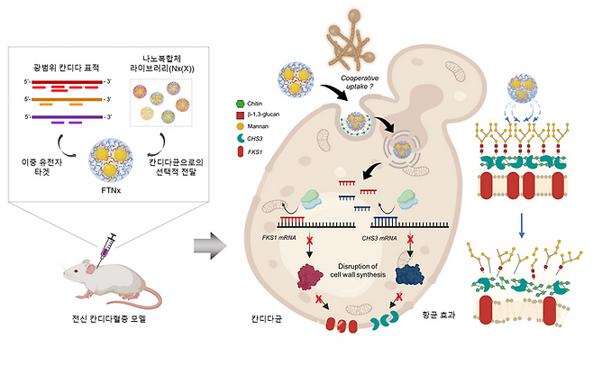 병원성 칸디다균을 표적하는 유전자 치료제 FTNx의 작동원리 모식도. ⓒ한국과학기술원