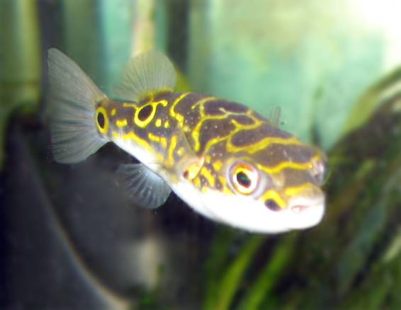 팔자복어(학명 Tetraodon biocellatus)는 몸이 짧고 통통한 체형으로 호버링 효율이 높다. 위키미디어/ColdmachineUK 제공