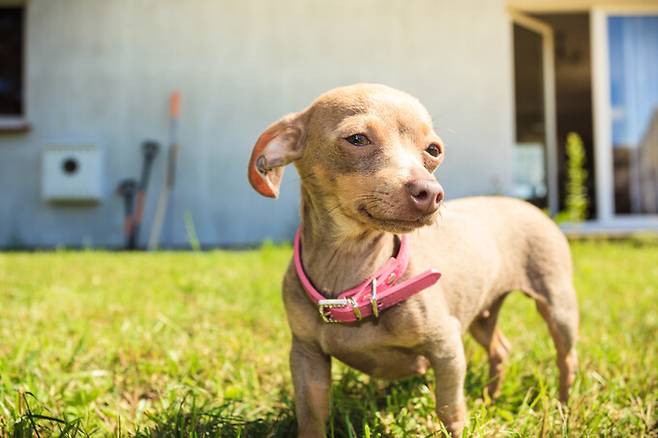 노년기에 개·고양이를 키우면 인지 기능 저하를 늦출 수 있다는 연구 결과가 나왔다. 게티이미지뱅크