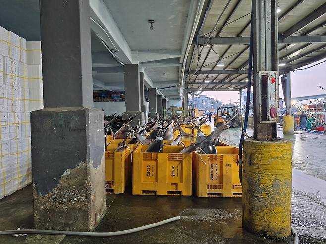 8일 오전 영덕군 강구면 앞바다에서 잡힌 대형 참다랑어. 영덕군 제공