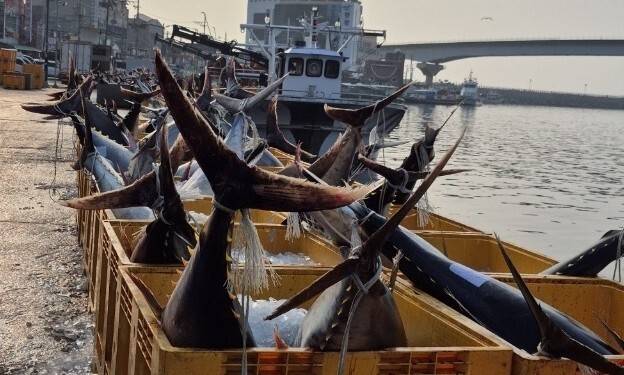 8일 오전 영덕군 강구면 앞바다에서 잡힌 대형 참다랑어. 영덕군 제공