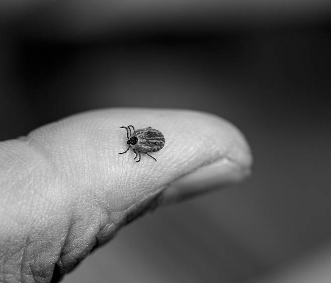 진드기야, 어릴 적 내 머리엔 흡혈곤충이 살았단다. 머리털 빠지도록 참빗으로 빗으면 신문지 위에 우수수 떨어지던 머릿니들. 어느새 사라진 그 녀석들이 네 사촌인 줄만 알았는데 아니더라. 분류학상 놈들은 곤충강, 너희는 다리 여덟 개 달린 거미강. 둘 사이에 강이 흐르지만, 닮았어. 너희가 빨고 간 자리에 남은 미칠 듯한 가려움. 2025년 경남 남해.