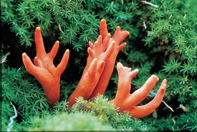 붉은사슴뿔버섯. 산림청 국립산림과학원 제공