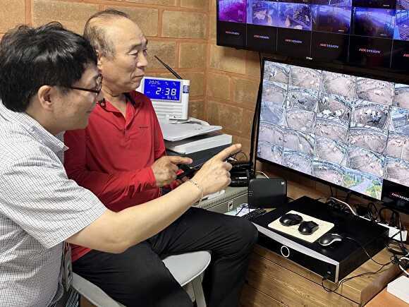 포천농가에서 한우 지능형 농장 번식관리 시스템을 적용해 실시간 축사를 영상으로 보고 있다. [사진=포천시]