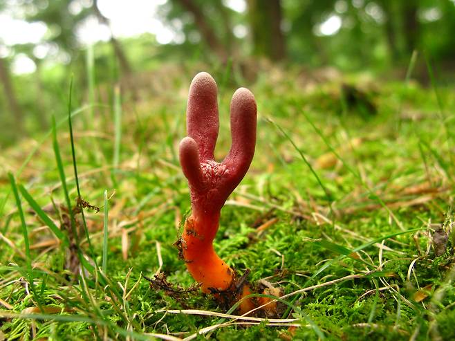 붉은사슴뿔버섯. 사진 국립산림과학원