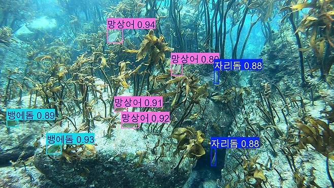 인공지능이 식별한 독도의 바다생물. 수산과학원 제공