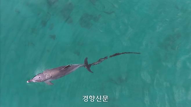 지난 6월9일 오전 제주시 구좌읍 한동리 해상에서 꼬리에 폐어구가 길게 늘어뜨려진 상태로 발견된 남방큰돌고래 ‘행운이’.  다큐제주, 제주대 고래·해양생물보전연구센터 제공