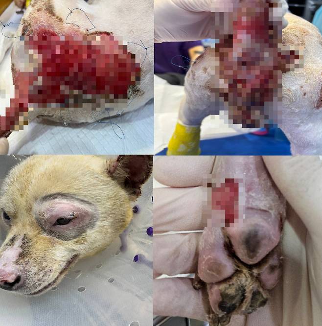 몽실이가 처음 병원에 왔을 때 심각했던 상태/사진=SNC동물메디컬센터