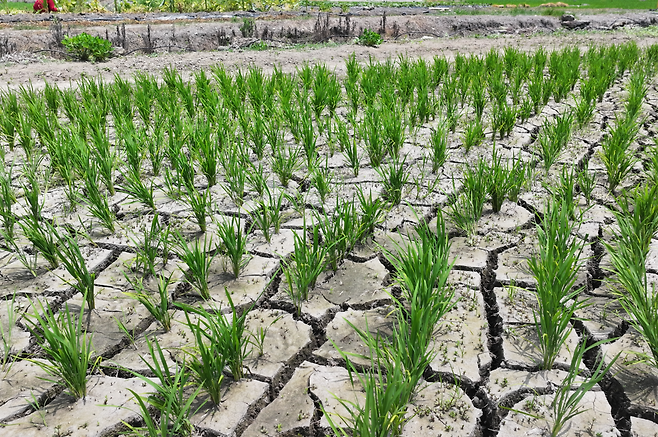 폭염으로 인한 가뭄이 이어진 8일 오후 제주 서귀포시 하논분화구 내 논바닥이 쩍쩍 갈라져 있다.[연합]