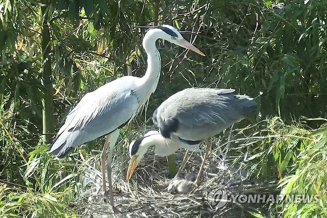 태화강 왜가리 [울산시 제공. 재판매 및 DB 금지]