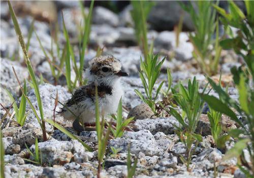 부화한 새끼와 남아 있는 알 [촬영 유형재]