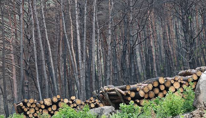 영양 삼의계곡의 그을린 나무 [촬영 윤관식]