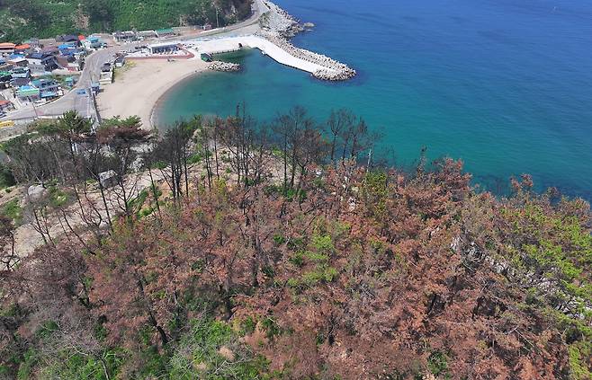 영덕 오보 해수욕장 인근 산불 흔적 [촬영 윤관식]