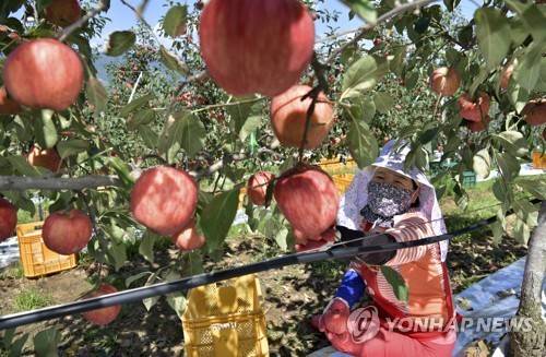 사과  [연합뉴스 자료사진]