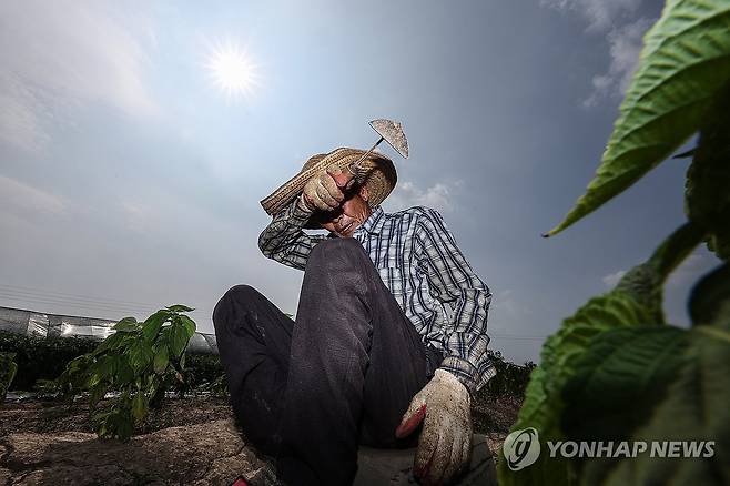 폭염 속 온열질환 조심 (대구=연합뉴스) 윤관식 기자 = 폭염이 계속된 8일 경북 고령군 다산면 한 밭에서 농민이 잡초 뽑는 작업을 하다 땀을 닦아내고 있다. 2025.7.8 psik@yna.co.kr