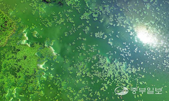 올여름 일찍 끝난 장마와 이어지는 무더위 탓에 경기 지역 저수지마다 녹조 현상이 극심해지고 있는 가운데 9일 오전 수원시 장안구 일월저수지가 녹조로 인해 전체적으로 초록빛을 띄고 있다. 김경민기자